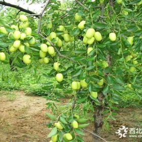 易种植枣树苗品种有哪些枣树苗推荐