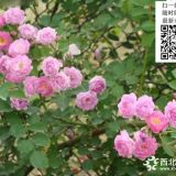 粉團(tuán)薔薇花/粉團(tuán)薔薇小苗