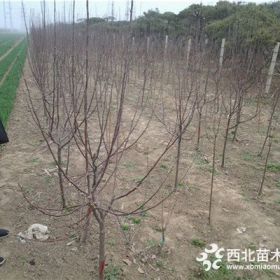 m26矮化苹果苗价格、黑色苹果苗价格