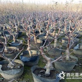 矮化响富苹果苗价格、烟富0号苹果苗价格