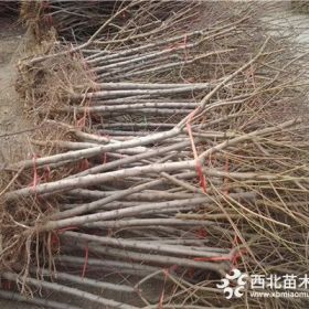 黑桃皇后桃树苗价格、黑桃皇后桃树苗基地