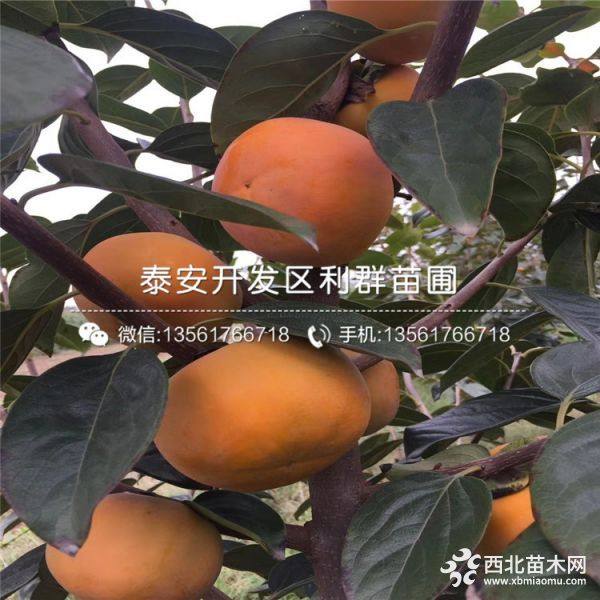 柿子树苗价格