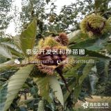 出售华丰板栗树苗、出售华丰板栗树苗多少钱一棵