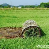 常德蘭引三號草皮（35x100cm）生產(chǎn)基地在哪，價格多少？