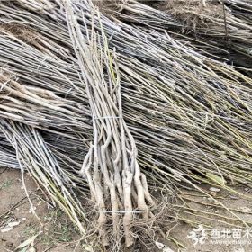 清香核桃树苗价格、垂玲核桃苗基地