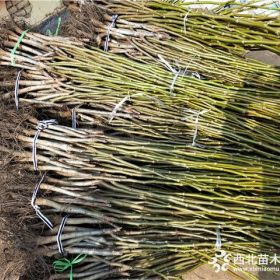 香玲核桃苗价格、8518核桃树苗基地