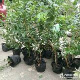 3年苗蓝莓种苗哪卖价格 基地蓝莓树苗多少钱