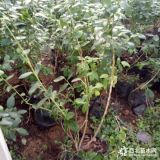 基地蓝莓2年苗哪有售多少钱一颗 蓝莓小苗批发价格