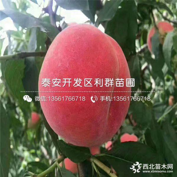 出售寒露蜜桃树苗、寒露蜜桃树苗多少钱一棵