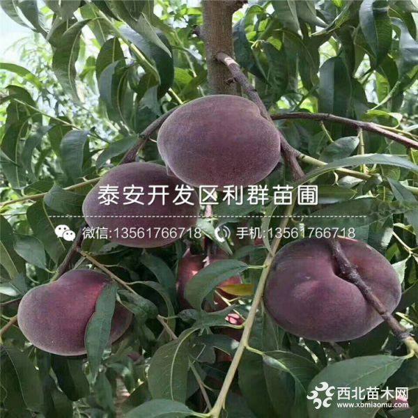 出售寒露蜜桃樹苗、寒露蜜桃樹苗多少錢一棵