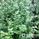 藍莓苗大量批發(fā)的價格、藍莓樹苗單買多少錢