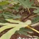 波姬红无花果苗价格-供应1-3公分优质无花果苗