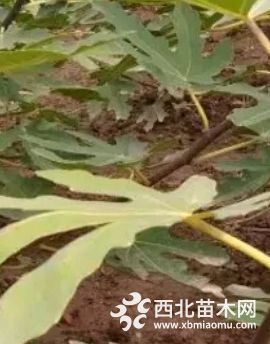 波姬红无花果苗价格-供应1-3公分优质无花果苗