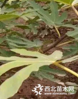 无花果苗