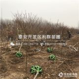 晚熟冬桃苗、晚熟冬桃树苗、晚熟冬桃树苗新品种