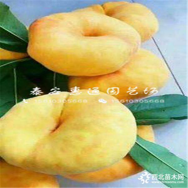 風(fēng)味皇后桃樹苗