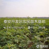 山东无花果树苗、无花果树苗批发价格、无花果树苗哪里有