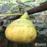 无花果苗、无花果苗批发、无花果苗出售基地