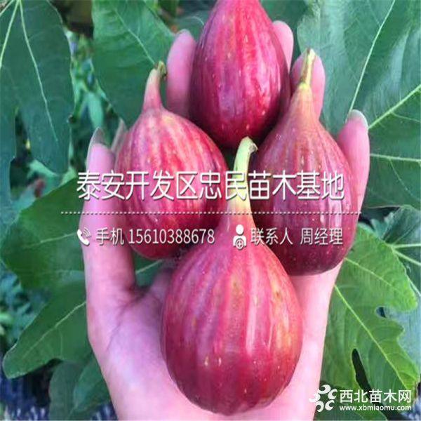 山东无花果树苗、山东无花果树苗价格、山东无花果树苗多少钱