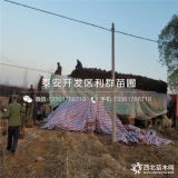 香玲核桃苗出售、香玲核桃苗批发价格、香玲核桃苗基地