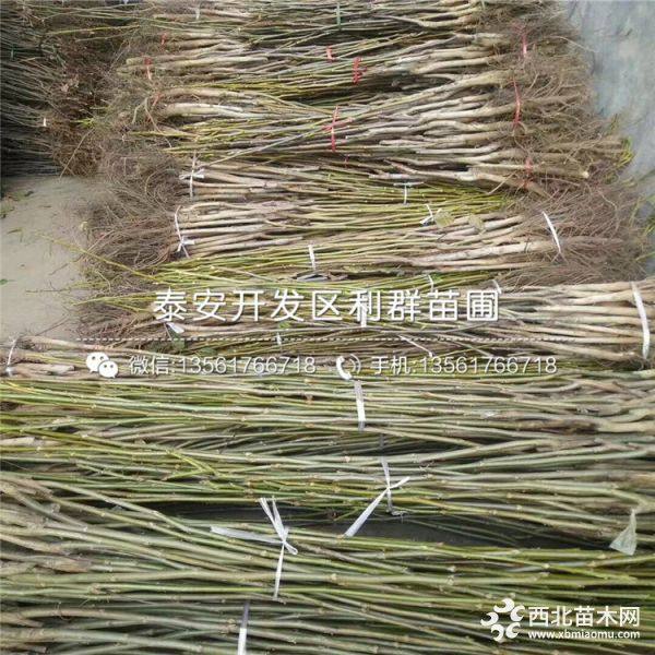 香玲核桃苗出售、香玲核桃苗批发价格、香玲核桃苗基地