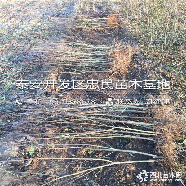 石榴苗批发价格、石榴苗多少钱一棵、石榴苗基地