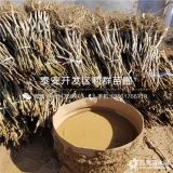 纸皮核桃树苗、纸皮核桃树苗新品种、纸皮核桃树苗价格多少