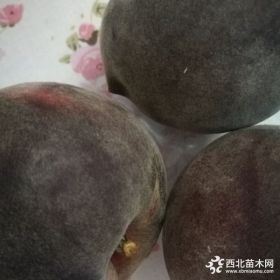 黄桃树苗几年结果_黄桃品种批发