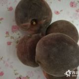 新品種桃樹(shù)黑桃苗