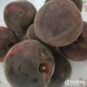 晚熟桃品种黑桃树苗