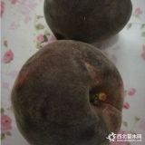 新品種桃苗黑桃苗價(jià)格