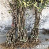 爱妃苹果树苗、爱妃苹果树苗基地