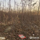 苹果苗、苹果苗基地