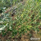 求购蓝莓苗 4年蓝莓树苗哪里有 批发价格多少钱一棵