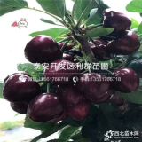 3公分紅燈櫻桃苗、3公分美早櫻桃苗、3公分黑珍珠櫻桃苗價格