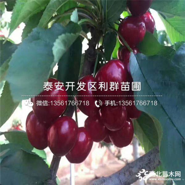 3公分紅燈櫻桃苗、3公分美早櫻桃苗、3公分黑珍珠櫻桃苗價(jià)格