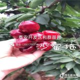 出售2公分櫻桃樹(shù)苗、2公分大櫻桃樹(shù)苗價(jià)格多少