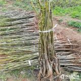 薄壳香核桃苗价格行情分析、大量出售薄壳香核桃苗