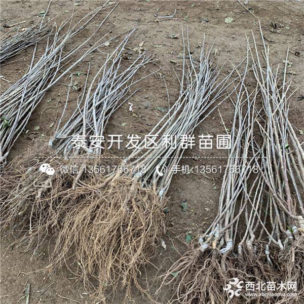 5公分黑珍珠樱桃苗、5公分黑珍珠大樱桃树苗价格多少