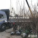 砂蜜豆櫻桃苗、砂蜜豆櫻桃樹苗、砂蜜豆櫻桃樹樹苗價格