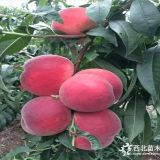 錦繡黃桃苗價(jià)格、黃金蜜4號(hào)桃樹(shù)苗基地