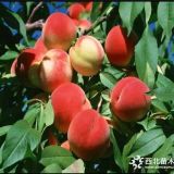 金秋紅蜜桃苗價(jià)格、中華血桃桃樹苗基地