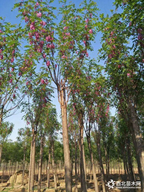 香花槐基地