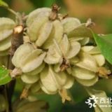 哪里有2年翅果油苗？2年翅果油苗多少錢(qián)一棵？