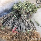 矮化苹果树苗价格、