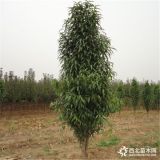 大量批發(fā)龍柱碧桃 龍柱碧桃基地