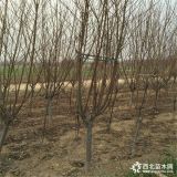 山东基地出售3公分碧桃 3公分碧桃量大优惠