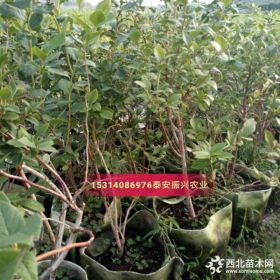 新疆蓝莓苗多少钱一棵、新疆克拉玛依适合种植蓝莓果树苗吗