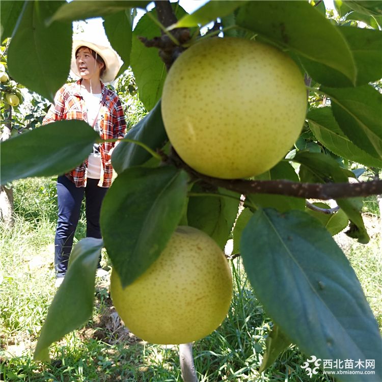 八月红梨树苗价格，2年梨树苗价格