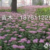 沭陽(yáng)八寶景天 地被植物景天 八寶景天小苗怎么賣